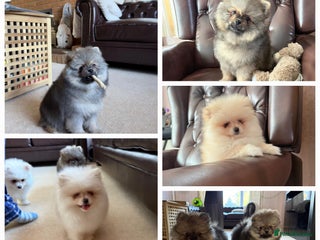 Pomeranian dogs ** Pomeranian/900g-10 week Champion EU Bloodline - Advert 2