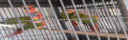 Conures birds for sale: Baby Conures  - Advert 7