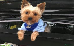 Yorkshire Terrier dogs for stud: Beautiful Minature Yorkie for STUD (PROVEN) in Chesterfield - Image 6