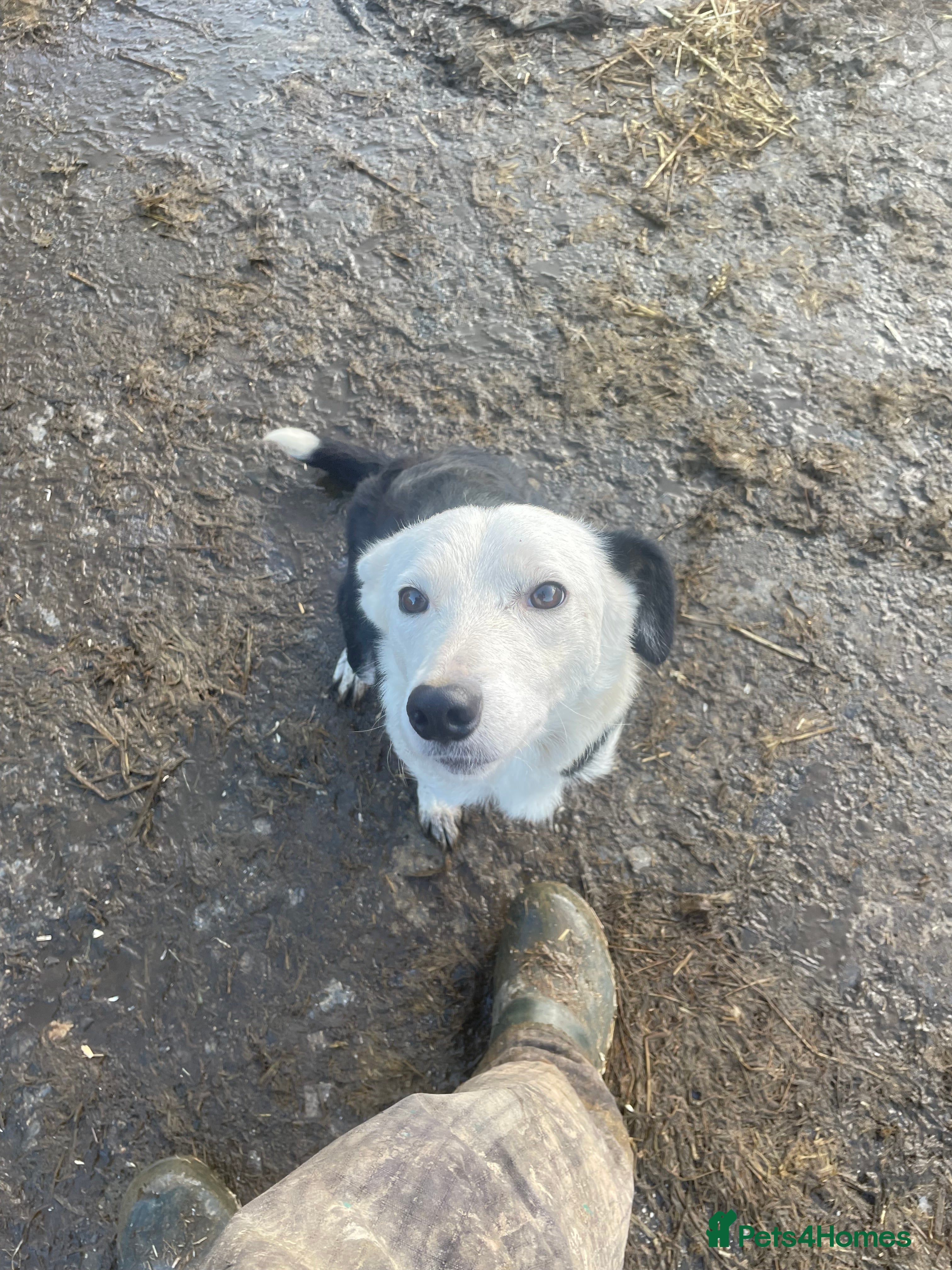 Mixed Breed dogs Sprollies  - Advert 1