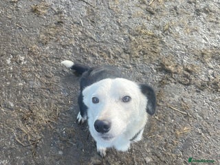 Mixed Breed dogs Sprollies - Advert 9