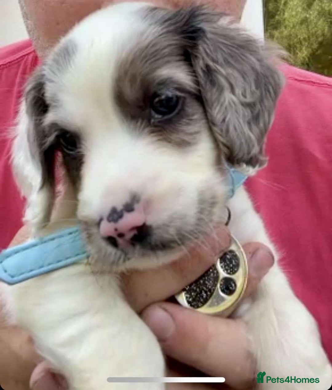Cocker Spaniel dogs for sale: 2 Male Merle Cocker Spaniels - Image 11