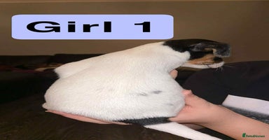 Jack Russell dogs - Advert 8