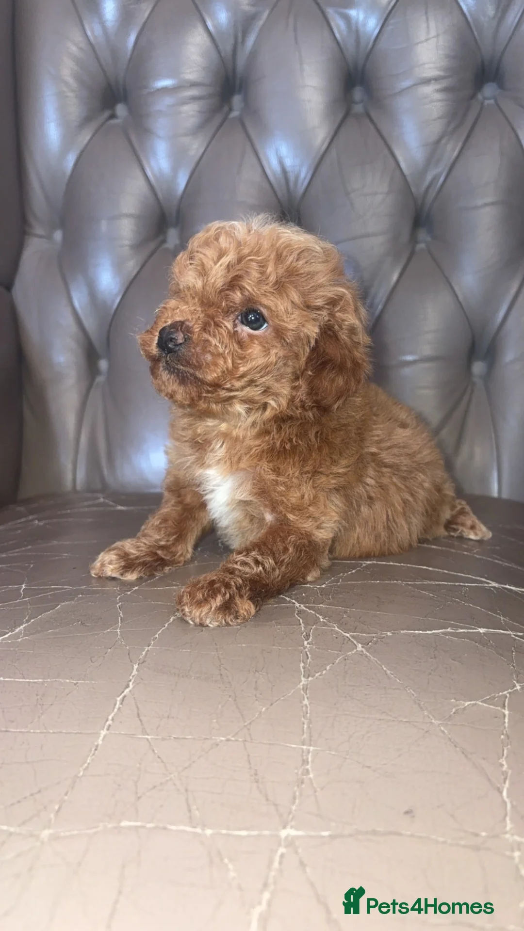 Cockapoo dogs for sale: F1B Deep Red Cockapoo Female  - Advert 2