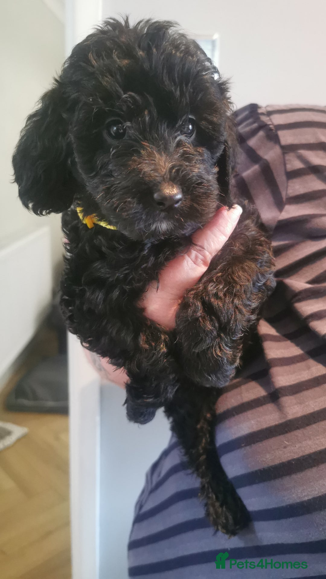 Cockapoo dogs for sale: Cockapoo puppies  - Image 2