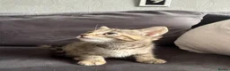Domestic Shorthair cats for sale: Beautiful domestic shorthair kittens for sale in Plymouth - Advert 14