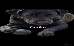 Labrador Retriever dogs for sale: 💫Stunning chocolate and black labrador pups 💫 - Image 32