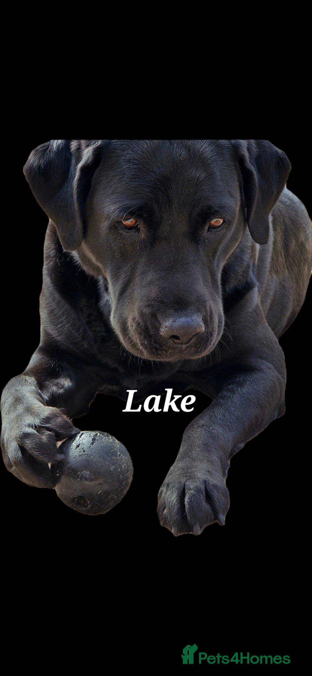 Labrador Retriever dogs for sale: 💫Stunning chocolate and black labrador pups 💫 - Image 32