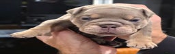 English Bulldog dogs for sale: Lilac/tan/ white English Bulldogs. 5 males. - Advert 6