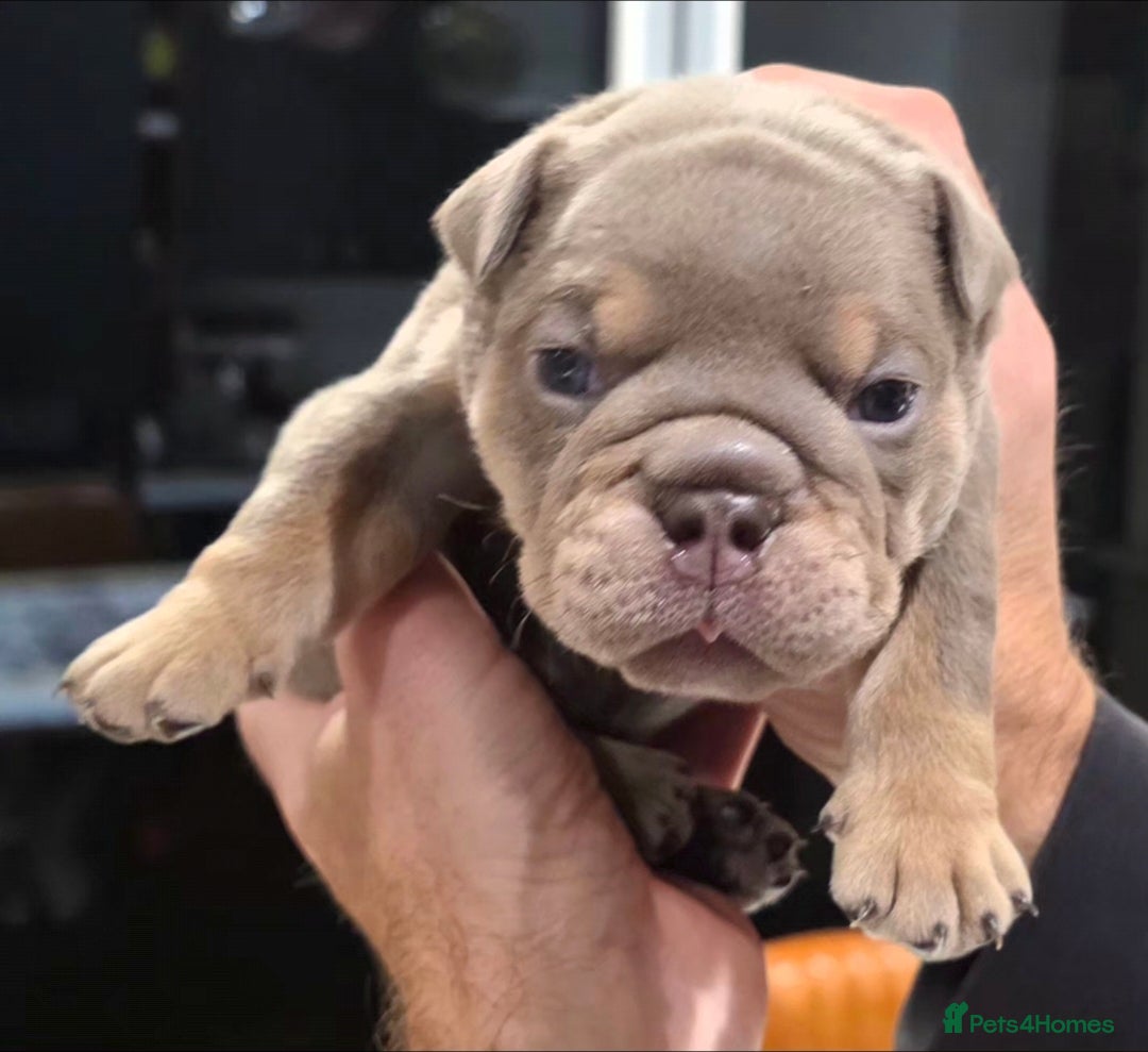 English Bulldog dogs for sale: Lilac/tan/ white English Bulldogs. 5 males. - Advert 6