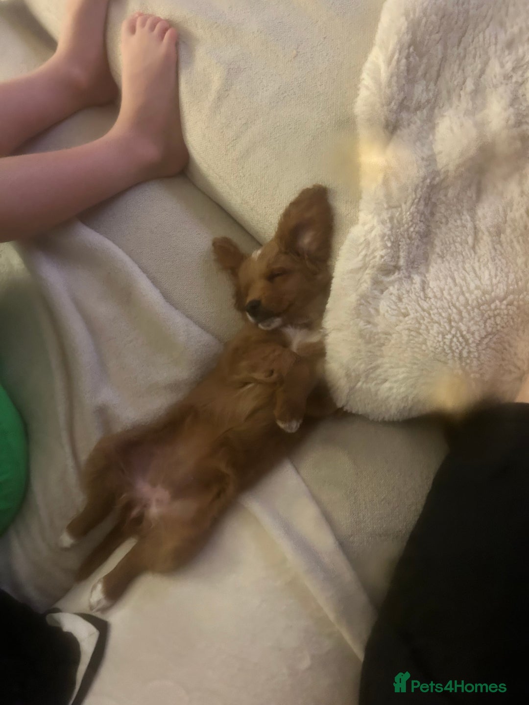 Mixed Breed dogs for sale: 12 week old Cavapoochon absolutely beautiful  - Advert 5