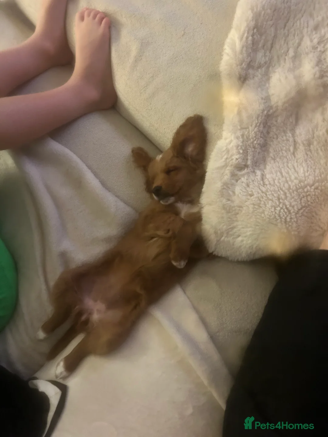 Mixed Breed dogs for sale: 12 week old Cavapoochon absolutely beautiful  - Advert 5