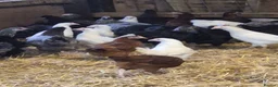 Chickens poultry for sale: Lavender Araucana's, Silkies, Coloured Egg layers - Advert 3