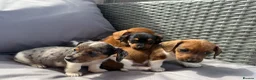 Dachshund dogs for sale: Mini dashound puppy’s - Advert 5