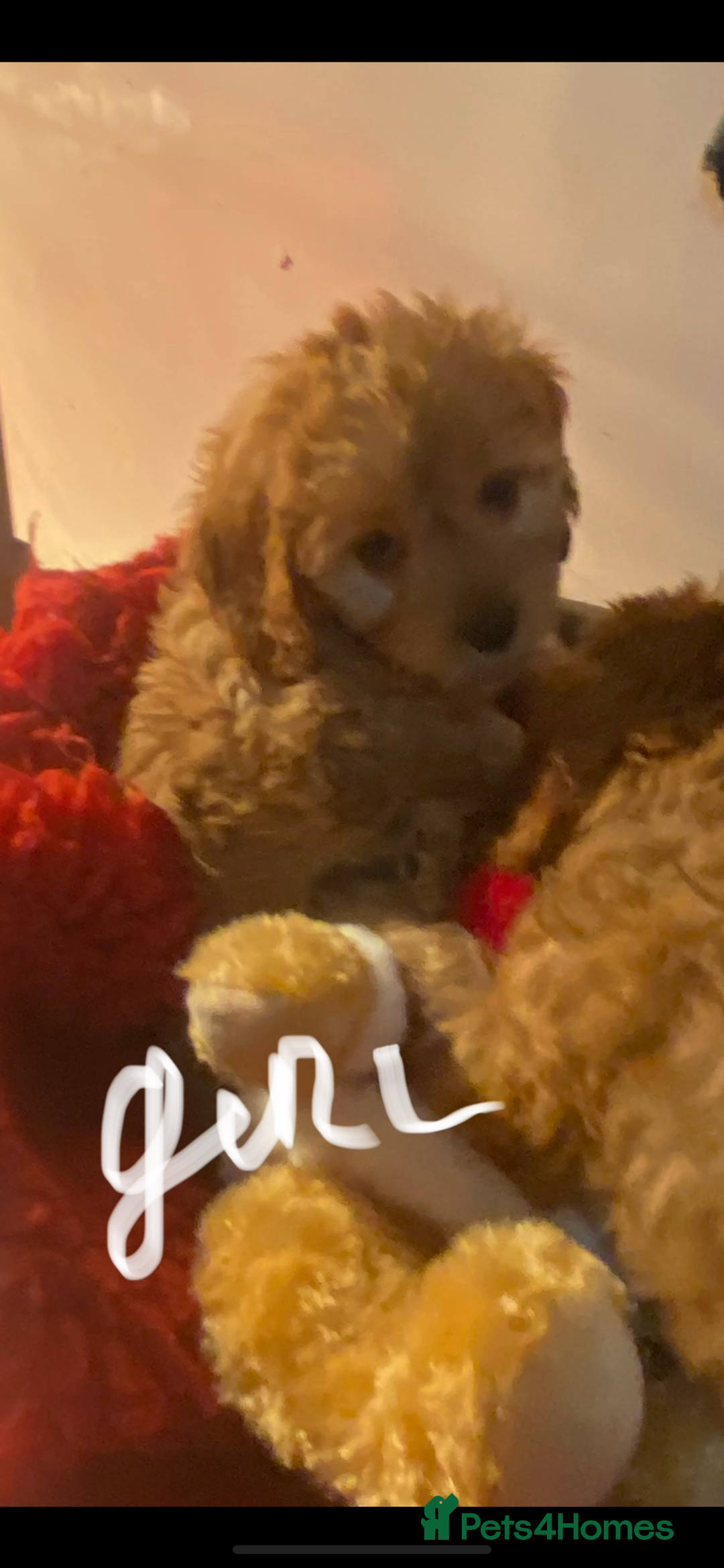 Cavapoo dogs for sale: F1 cavapoo puppys girls and boys  - Advert 7