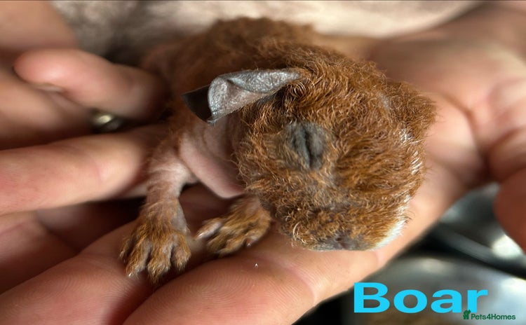 Guinea Pig rodents in Doncaster - Advert 3