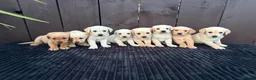 Goldador dogs for sale: Goldador puppies 9 available  - Advert 15