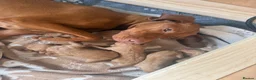 Hungarian Vizsla dogs for sale: KC Registered Hungarian Viszla litter  - Advert 2