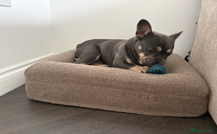 French Bulldog dogs - Advert 3