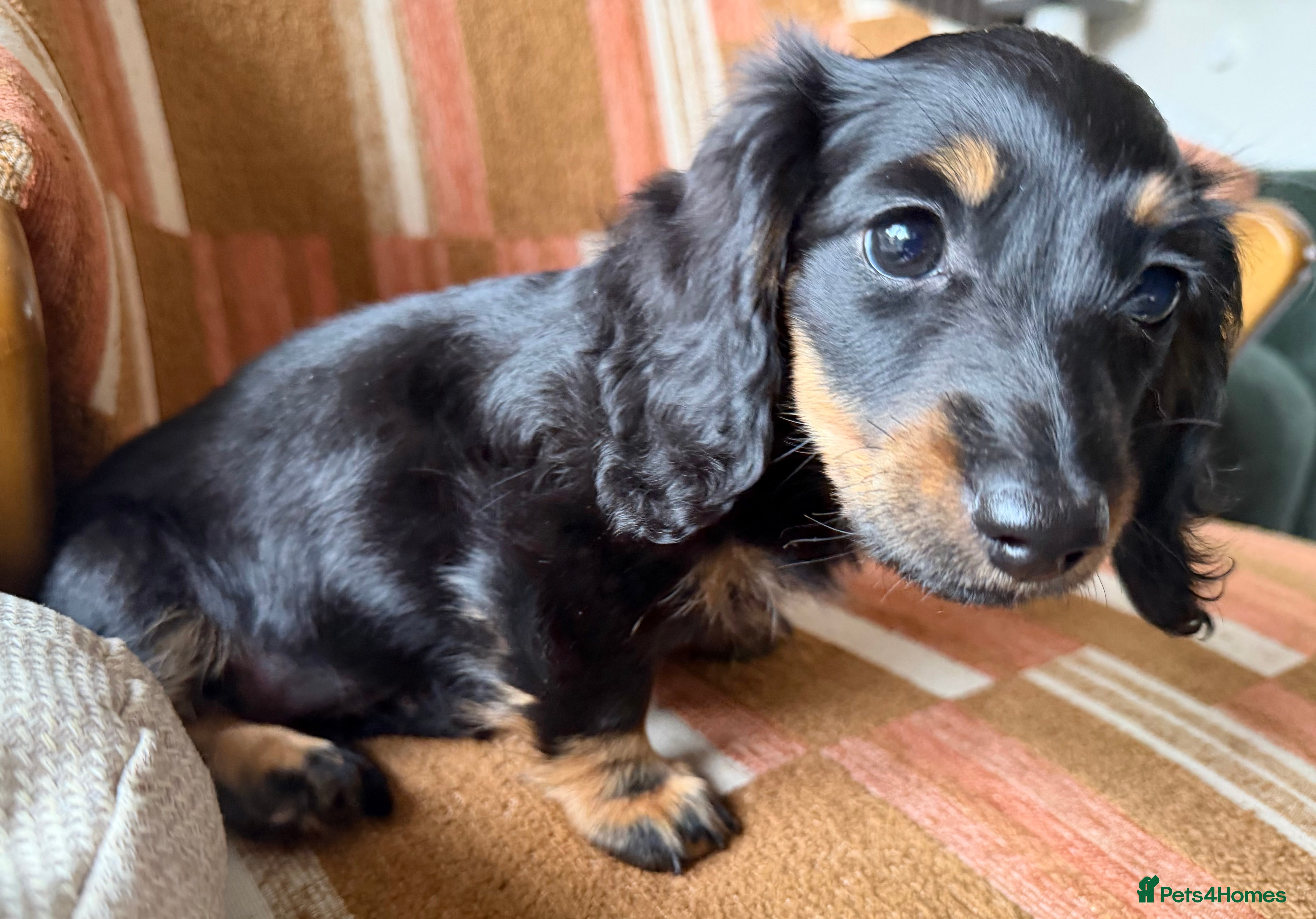 Miniature Dachshund dogs  Adorable Miniature Dachshund Puppies - Advert 2