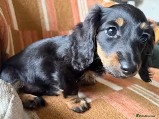 Miniature Dachshund dogs KC registered Miniature Dachshund Puppies - Advert 2
