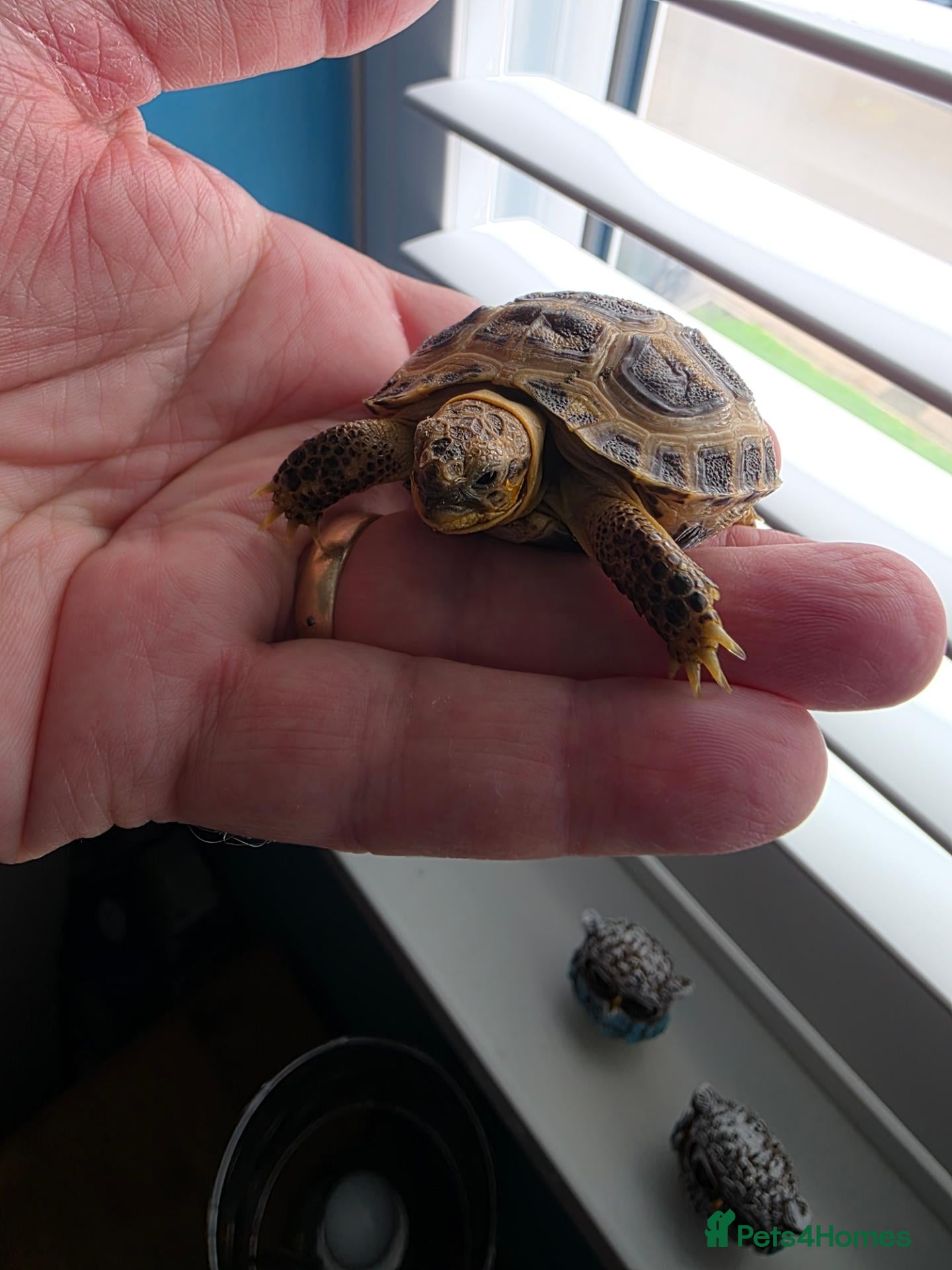 Tortoise reptiles Baby horsefield tortoise with full set up - Advert 2
