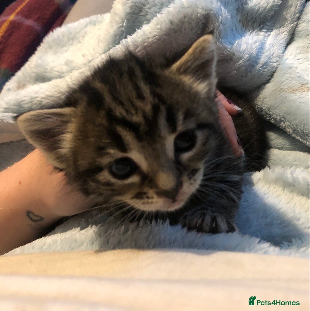 Mixed Breed cats for sale: 3 Beautiful Kittens - Advert 7