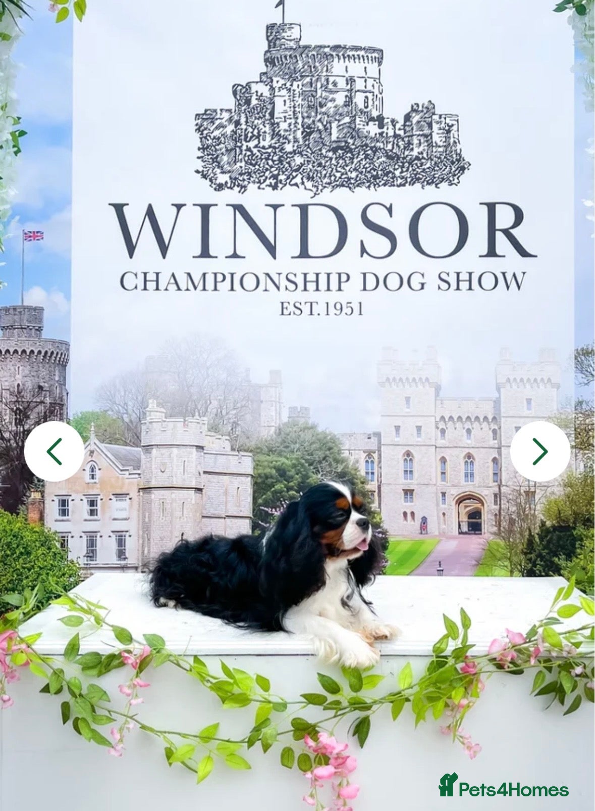 Cavalier King Charles Spaniel dogs KC registered parents/DNA tested. - Advert 2