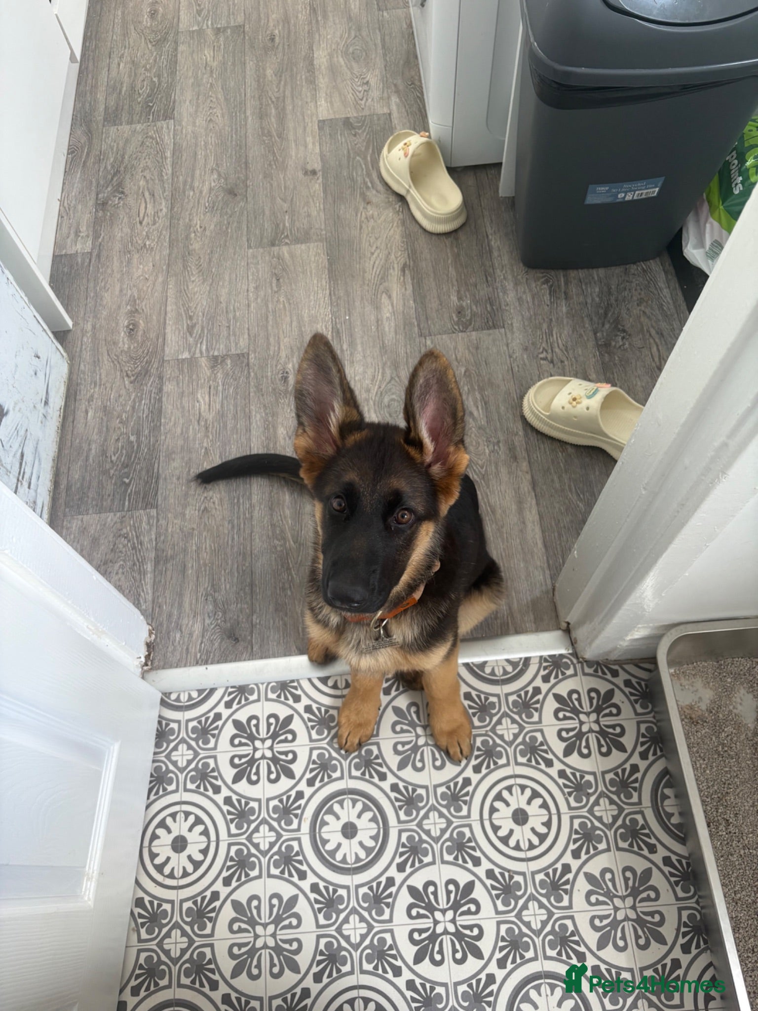 German Shepherd dogs female german shepherd  - Advert 1