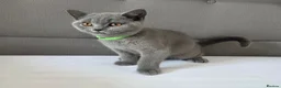 British Shorthair cats for sale: Beautiful British Shorthair Kittens for LovingHome - Advert 22