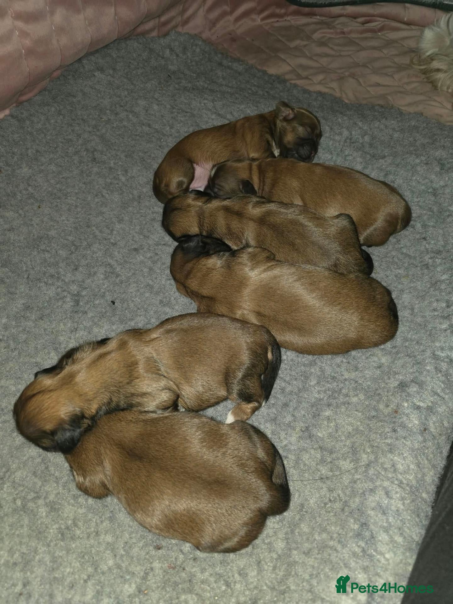 Shih Tzu dogs for sale: Shih tzu puppies - Advert 7