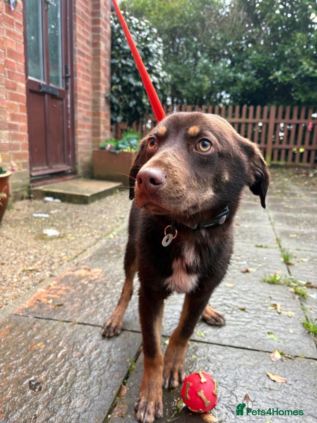 Mixed Breed dogs for adoption: Bruno - Norwich Norfolk  - Advert 4