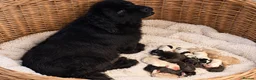 Newfypoo dogs for sale: Rare Newfypoo Puppies.  Stunning colors - Advert 11