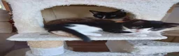 Mixed Breed cats for sale: Black and white kitten  - Advert 3