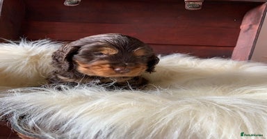 Cocker Spaniel dogs - Advert 5