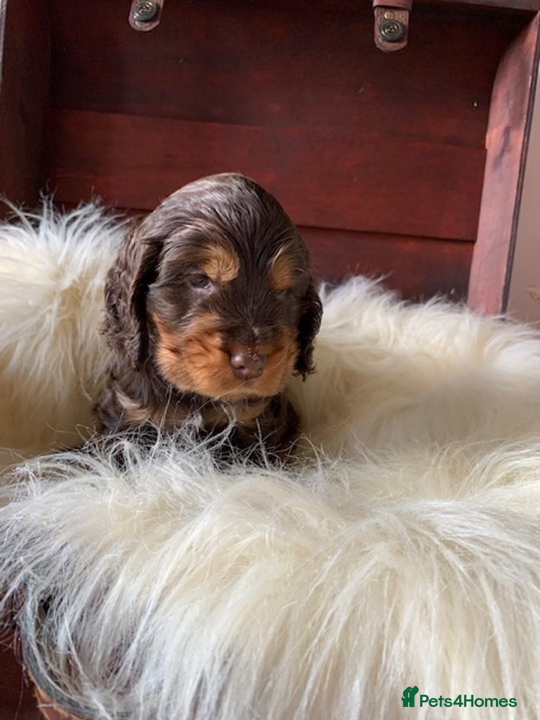 Cocker Spaniel dogs for sale: 5* LICENSED KC SHOW H/TESTED PUPPIES  - Image 16