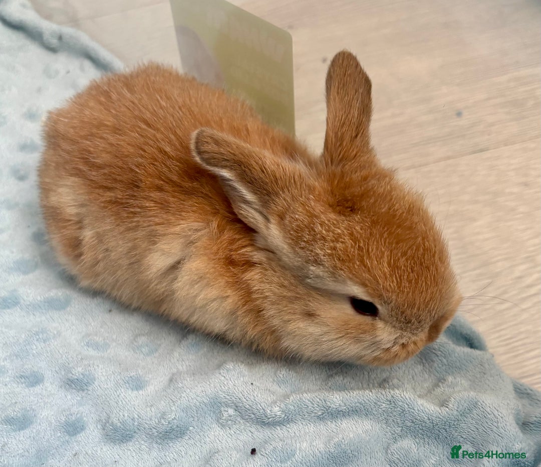 Mini Lop rabbits for sale: Beautiful Mini Lop Baby Bunnies 🐰 - Advert 5