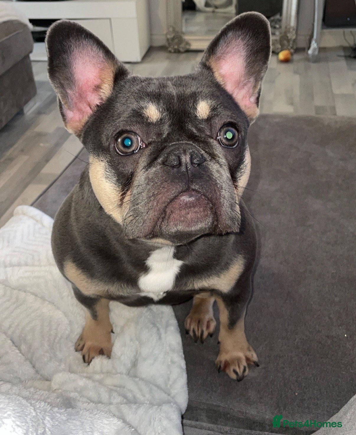 French Bulldog dogs 4 year old female French bulldog  - Advert 1