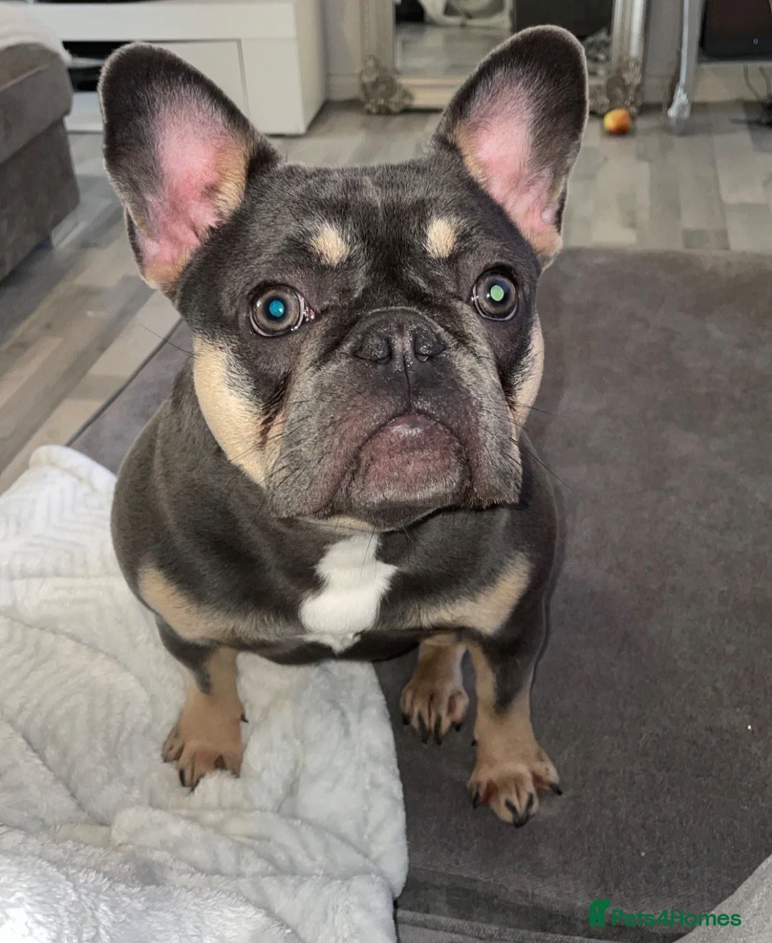 French Bulldog dogs for sale: 4 year old female French bulldog  in Tarporley - Advert 1