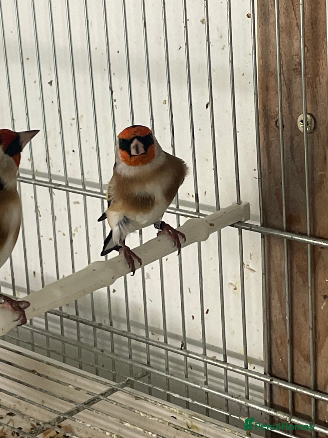 Finches birds for sale: Goldfinch  - Advert 10