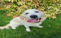 Golden Retriever dogs for stud: Proven KC Golden Stud - Image 2
