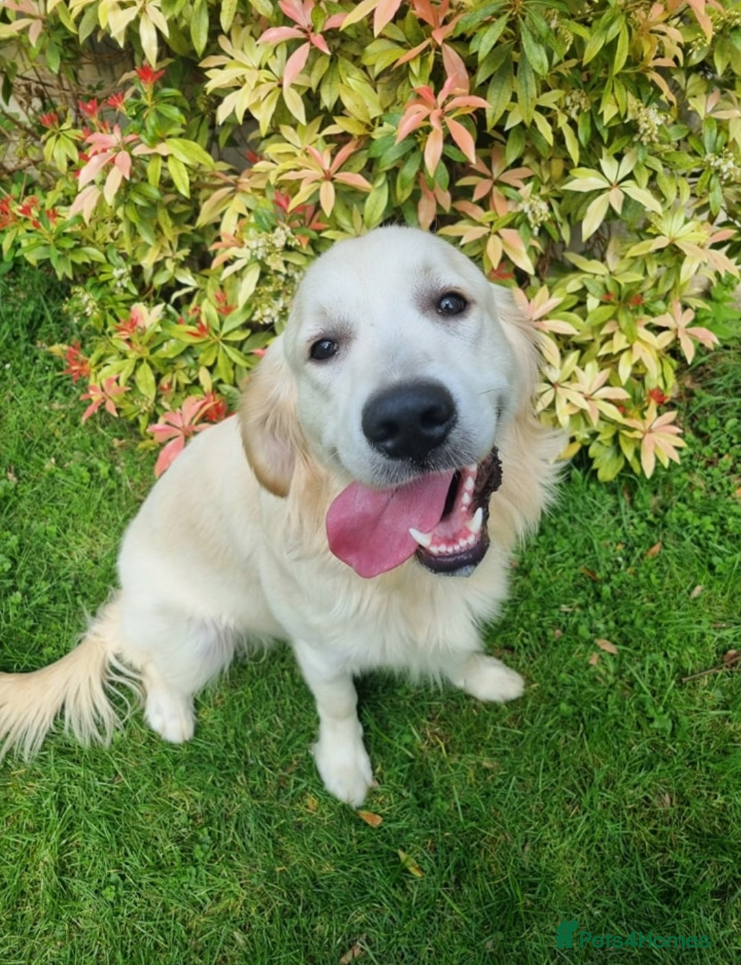 Golden Retriever dogs for stud: Proven KC Golden Stud - Image 2