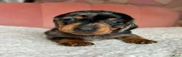 Miniature Dachshund dogs for sale: Smooth haired Dachshund puppies. - Advert 3