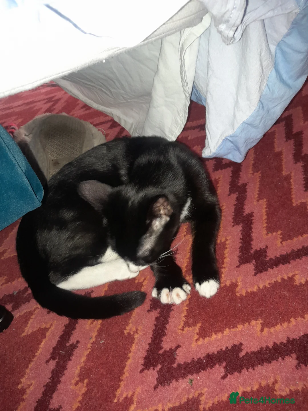 Mixed Breed cats for sale: Sale kitten  in Enfield - Advert 2