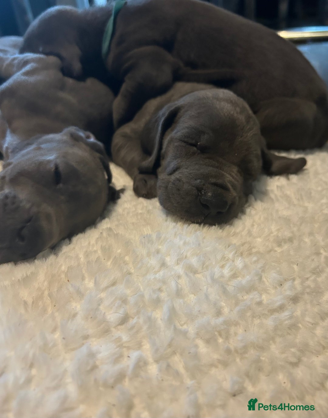 Great Dane dogs for sale: Stunning Great Dane Puppies  - Advert 17
