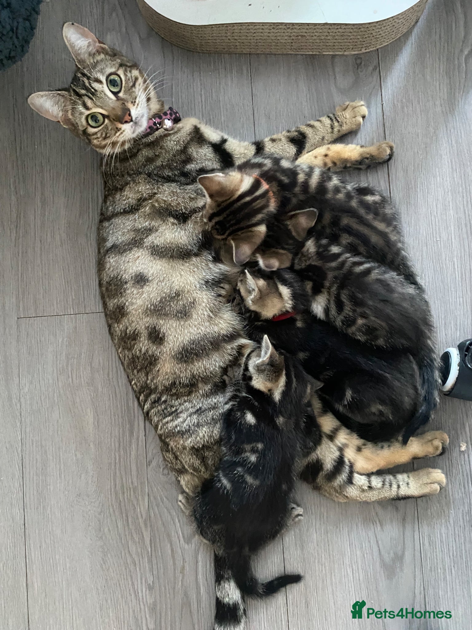 Bengal cats Bengal  - Advert 11