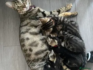 Bengal cats Bengal - Advert 11