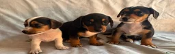 Jack Russell dogs for sale: Miniature Jack Russell puppies  - Advert 3