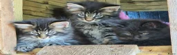 Mixed Breed cats for sale: Mainecoon Kittens  - Advert 7