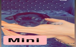 Mixed Breed dogs for sale: Chihuahua puppies  - Image 1